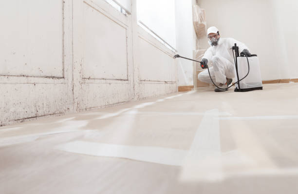 24/7 Emergency Mold Remediation experts in Levering, MI