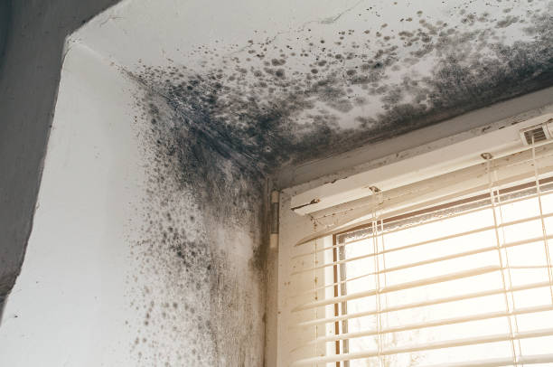 Affordable Mold Remediation solutions in Levering, MI